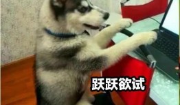 娱乐吃瓜酱哈士奇,揭秘哈士奇的那些事儿