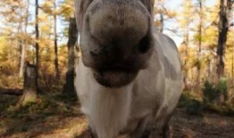 网红驯鹿吃瓜图片高清,萌态十足引网友热议