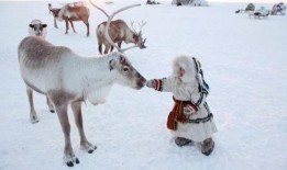 网红驯鹿吃瓜图片高清,萌态十足引网友热议