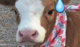 娱乐吃瓜酱流浪狗,流浪狗的温情故事