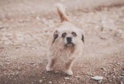 娱乐吃瓜酱流浪狗,流浪狗的温情故事