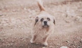 娱乐吃瓜酱流浪狗,流浪狗的温情故事