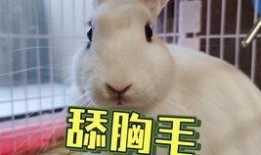 吃瓜超有料抖音网红,瓜界翘楚的幕后故事