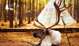 网红驯鹿吃瓜图片高清,萌态十足引网友热议