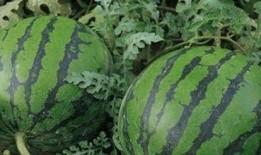 西瓜特效吃瓜爆料,一场夏日清凉的狂欢盛宴