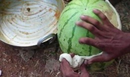 云南吃瓜事件网红艾滋,网红艾滋争议引发社会关注与反思