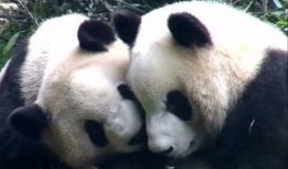 娱乐吃瓜大熊猫,揭秘大熊猫的娱乐生活