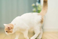 娱乐吃瓜君猫带体检