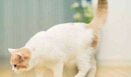 娱乐吃瓜君猫带体检