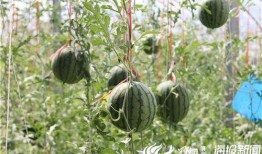 康县网红吃瓜视频爆料事件,揭秘背后真相