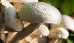 蘑菇视频吃瓜爆料,娱乐圈最新吃瓜大揭秘！