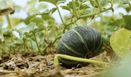 云南吃瓜事件网红艾滋,网红艾滋争议引发社会关注与反思