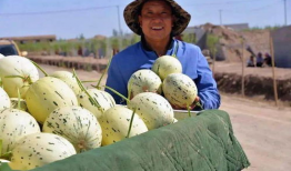 藏族吃瓜事件网红视频