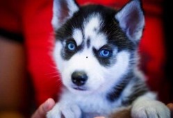 娱乐吃瓜酱哈士奇,揭秘哈士奇的那些事儿